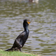 Double-Crested Cormorant